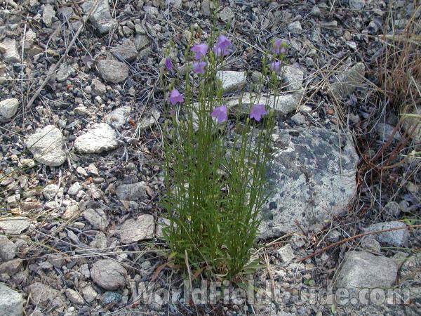 Habitat<br>(Location of Picture: Summit Lake, Washington, USA)