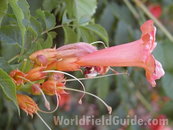 Flower Side<br>(Location of Picture: Garden In Okanogan, Washington, USA)