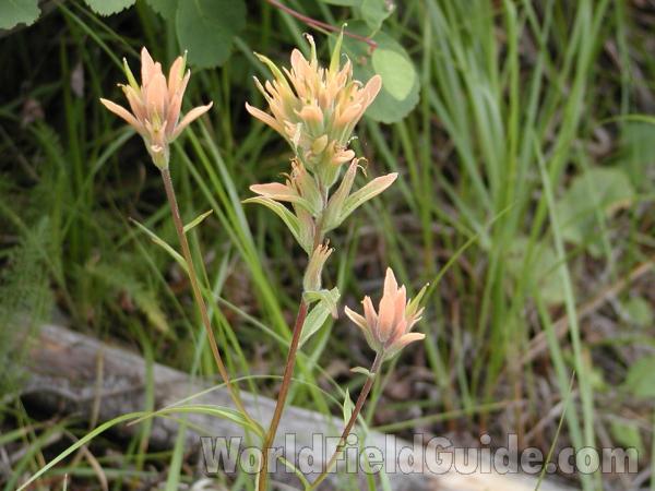 Pale Orange Flower<br>(Location of Picture: Conconully, Washington)