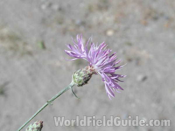 Flower<br>(Location of Picture: Okanogan, Washington, USA)