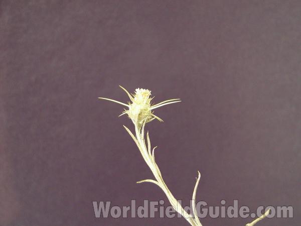Flower<br>(Location of Picture: Okanogan, Washington, USA)