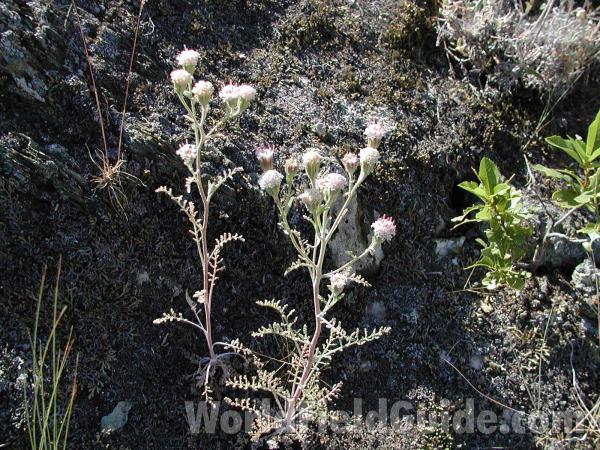 Silhouette<br>(Location of Picture: Rufus Wood, Washington, USA)