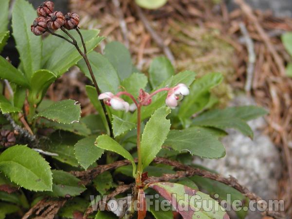 Fruit<br>(Location of Picture: Conconjully, Washington, USA)
