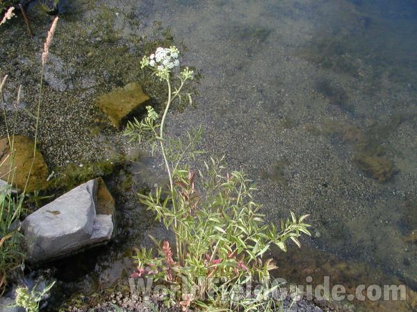 Habitat<br>(Location of Picture: North Fork, Washington, USA)