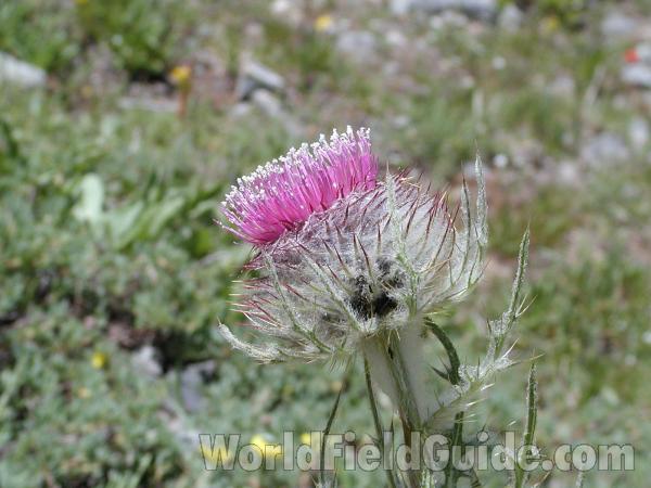 Flower<br>(Location of Picture: Harts Pass, Washington, USA)