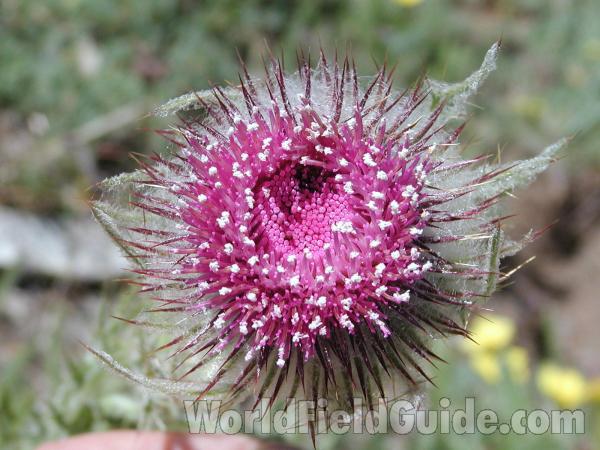 Flower<br>(Location of Picture: Harts Pass, Washington, USA)