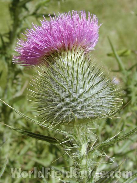 Flower<br>(Location of Picture: Okanogan, Washington, USA)