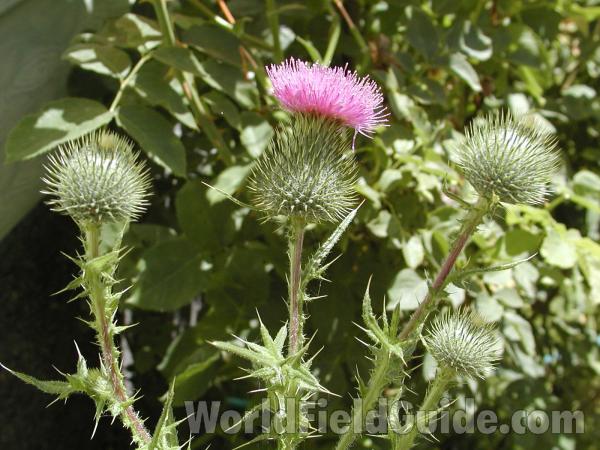 Top Of Plant<br>(Location of Picture: Okanogan, Washington, USA)
