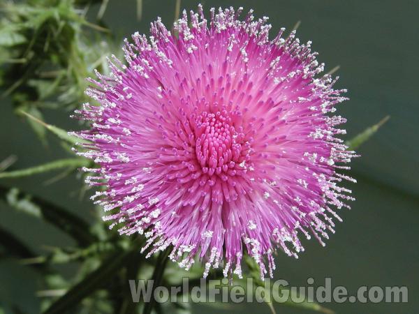 Flower - Top View<br>(Location of Picture: Okanogan, Washington, USA)
