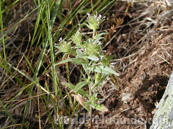 Silhouette<br>(Location of Picture: Blue Lake, Washington, USA)