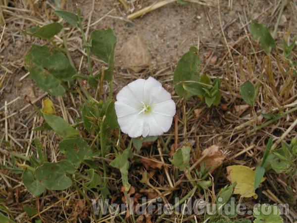 Habitat<br>(Location of Picture: Okanogan, Washington, USA)