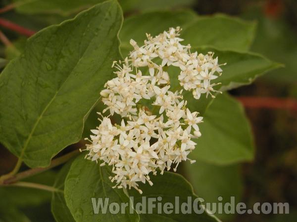 Flowers<br>(Location of Picture: Conconully, Washington, USA)