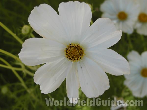 Flower - White<br>(Location of Picture: Okanogan, Washington, USA)