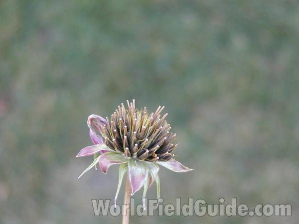 Seed Head<br>(Location of Picture: Okanogan, Washington, USA)