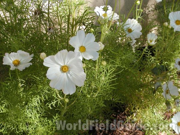 Flowers - White<br>(Location of Picture: Okanogan, Washington, USA)