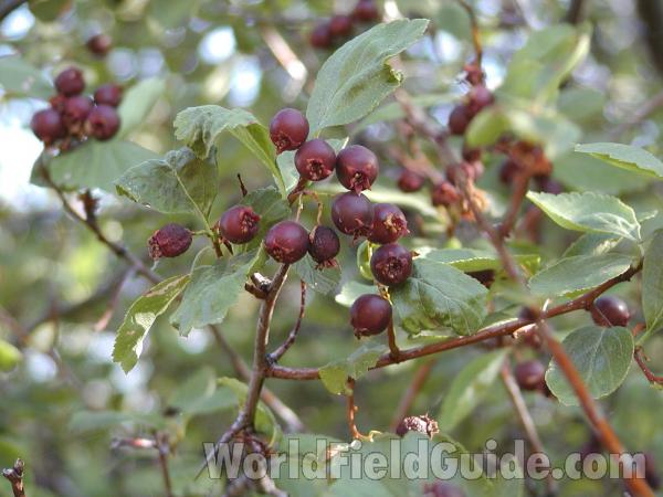 Fruits<br>(Location of Picture: Conconully, Washington, USA)