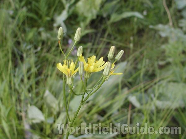Flowers<br>(Location of Picture: Okanogan, Washington, USA)