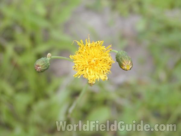 Flower<br>(Location of Picture: Okanogan, Washington, USA)