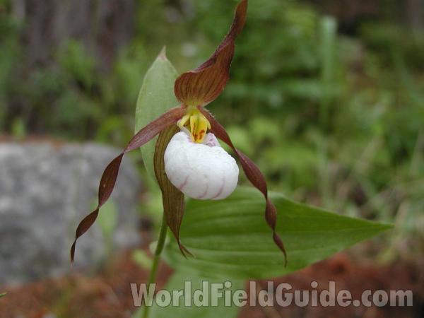 Flower<br>(Location of Picture: Conconully, Washington, USA)