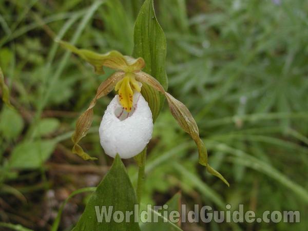 Flower<br>(Location of Picture: Conconully, Washington, USA)