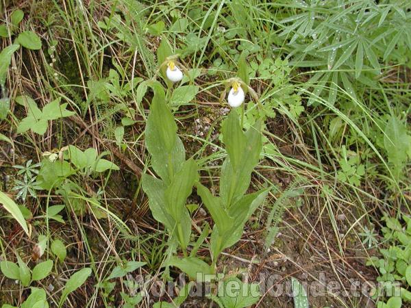 Habitat<br>(Location of Picture: Conconully, Washington, USA)
