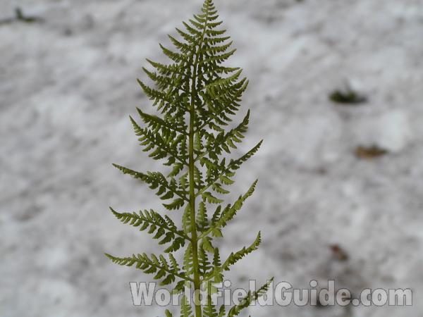 Frond<br>(Location of Picture: Neville Ridge, Washington, USA)