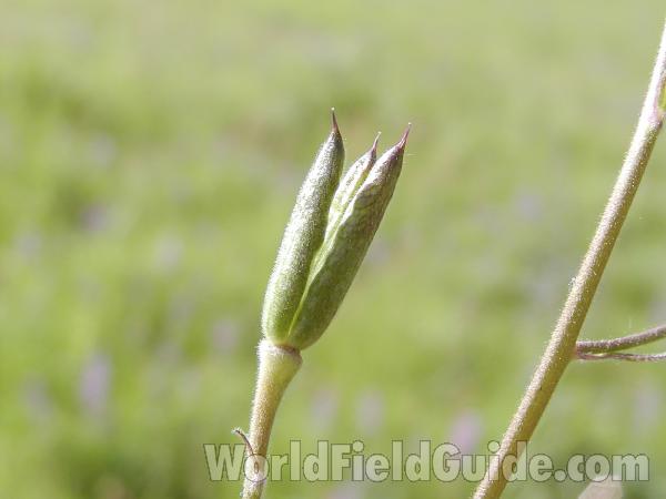 Seed<br>(Location of Picture: Washington, USA)