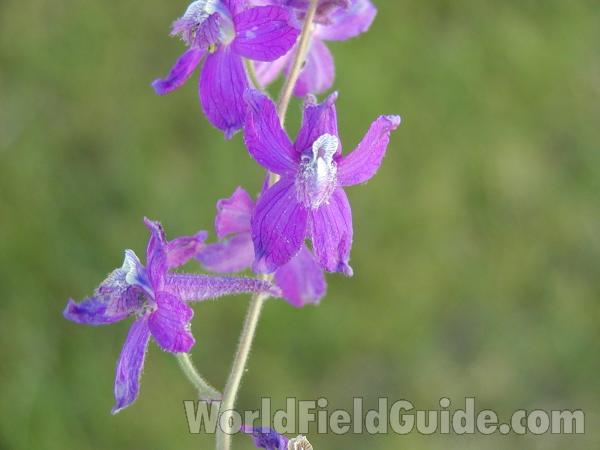 Flower<br>(Location of Picture: Washington, USA)