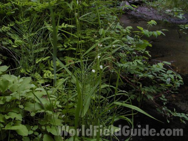 Habitat By Stream<br>(Location of Picture: Conconully, Washington, USA)