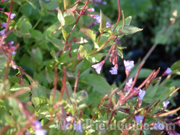 Flowers<br>(Location of Picture: Washington)