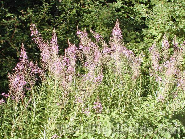 Habitat<br>(Location of Picture: Conconullly, Washington, USA)