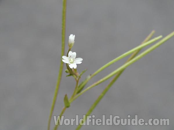 Flowers<br>(Location of Picture: Omak, Washington, USA)