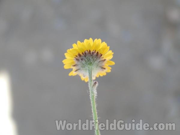 Flower Back<br>(Location of Picture: Harts Pass, Washington, USA)