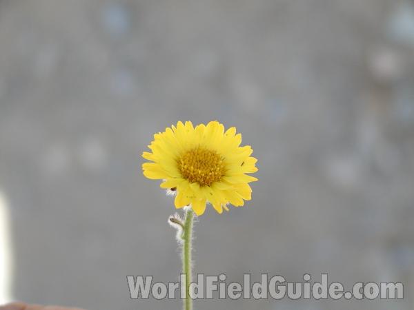 Flower<br>(Location of Picture: Harts Pass, Washington, USA)