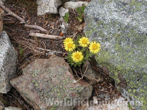 Habitat<br>(Location of Picture: Harts Pass, Washington, USA)