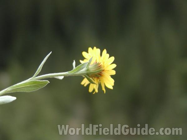 Back Of Flower<br>(Location of Picture: Harts Pass, Washington, USA)