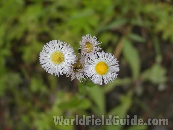 Flowers<br>(Location of Picture: Baldy Mountain, Washington, USA)