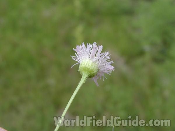 Back Of Flower<br>(Location of Picture: Baldy Mountain, Washington, USA)