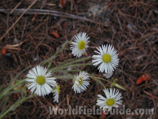 Flowers<br>(Location of Picture: Cascades, Washingtgon, USA)