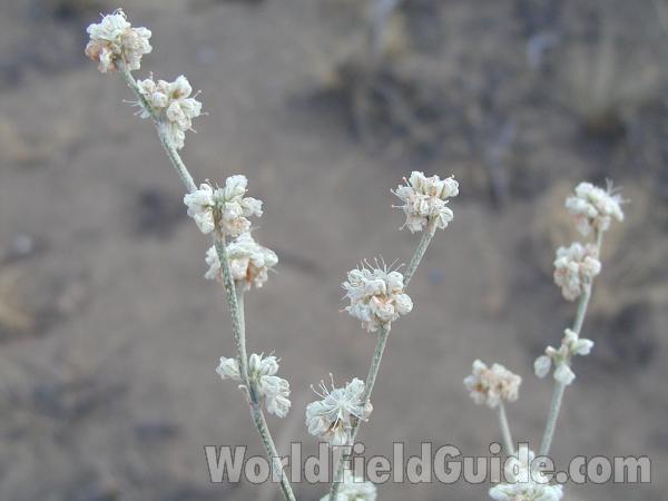Flowers<br>(Location of Picture: Okanogan, Washington, USA)