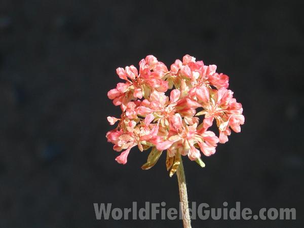 Flower Head<br>(Location of Picture: Tiffany, Washington, USA)
