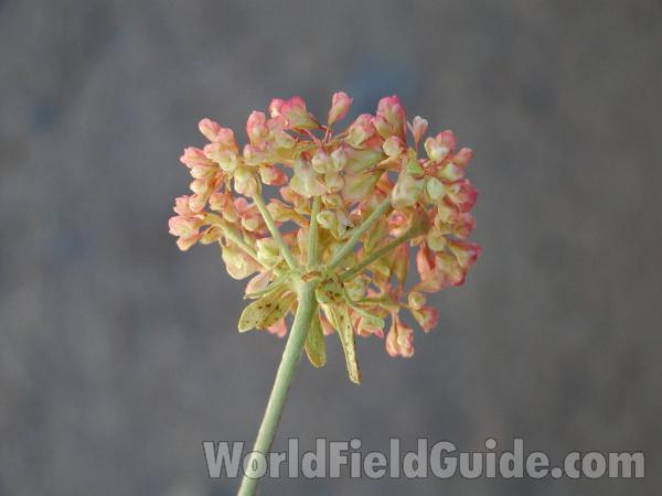 Umbel Underside<br>(Location of Picture: Tiffany, Washington, USA)