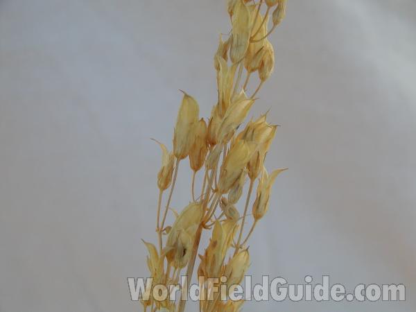 Seed Stalk<br>(Location of Picture: Happy Hill, Washington, USA)