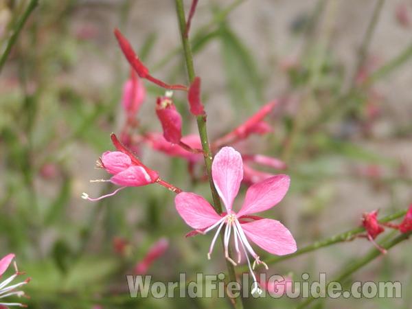 Pink Flower<br>(Location of Picture: Okanogan, Washington, Garden)