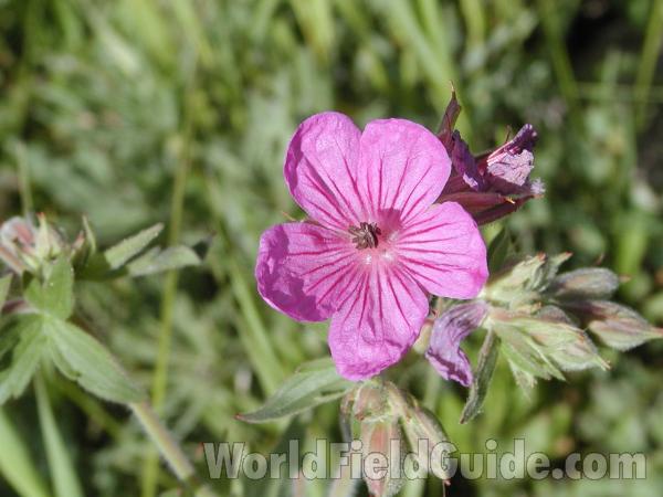 Flower<br>(Location of Picture: Okanogan, Washington, USA)