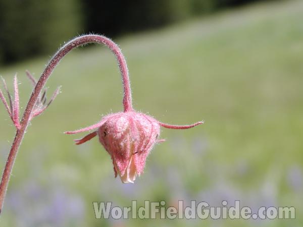 Bud<br>(Location of Picture: Okanogan, Washington, USA)