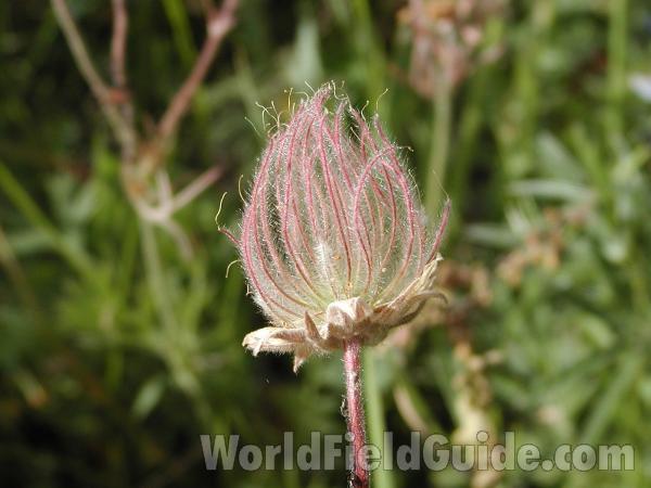 Seed Head<br>(Location of Picture: Okanogan, Washington, USA)