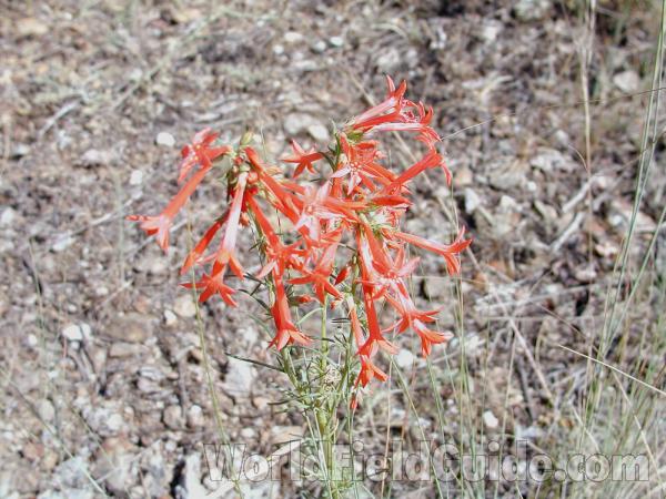 Top Of Plant<br>(Location of Picture: Conconully, Washington, USA)