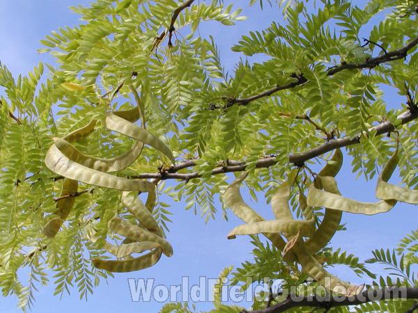 Fruits and Leaves<br>(Origin of the Specimen: Ornamental)