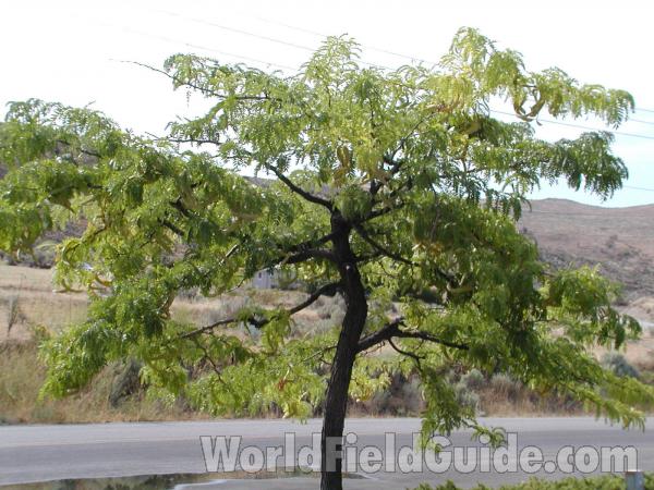 Silhouette<br>(Origin of the Specimen: Ornamental)